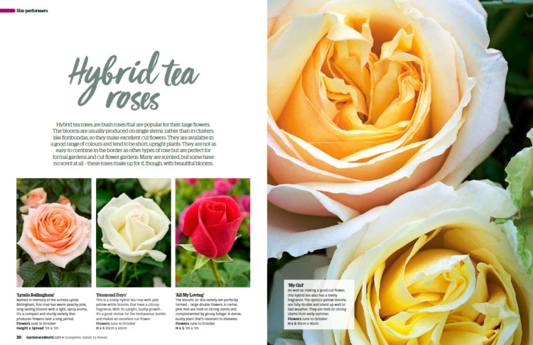 BBC Gardeners’ World Guide Your Guide to Roses 2025 - Tea Roses