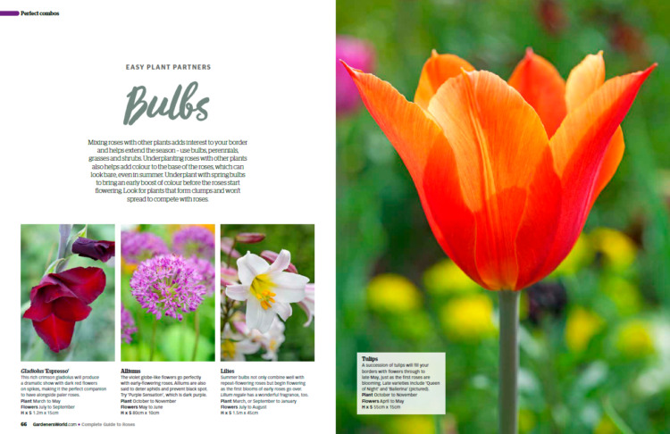 BBC Gardeners’ World Guide Your Guide to Roses 2025 - Bulbs