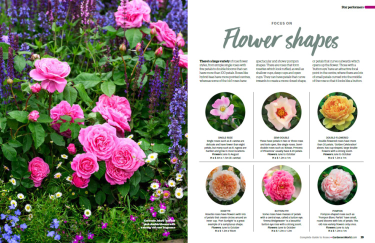 BBC Gardeners’ World Guide Your Guide to Roses 2025 - Flower Shapes