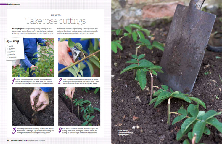 BBC Gardeners’ World Guide Your Guide to Roses 2025 - Rose Cuttings