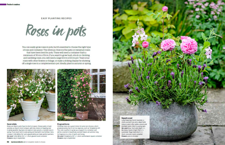 BBC Gardeners’ World Guide Your Guide to Roses 2025 - Roses in Pots