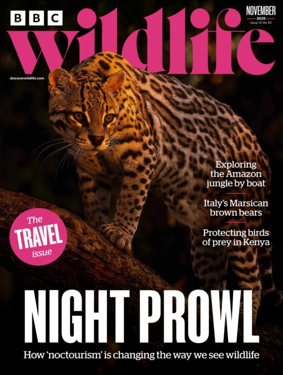 BBC Wildlife Magazine November 2025/536