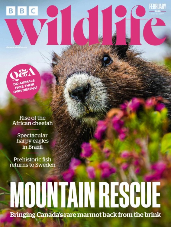 BBC Wildlife Magazine February 2026 Issue 539