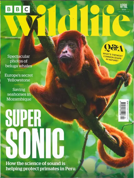 BBC Wildlife Magazine April 2026 Issue 542
